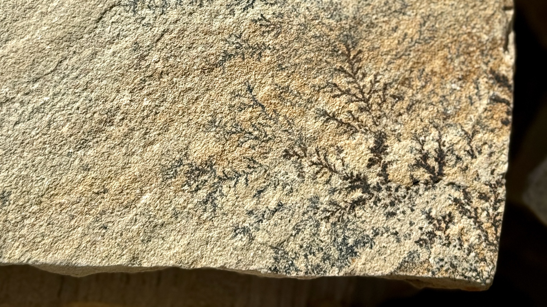 Fossilsandstone